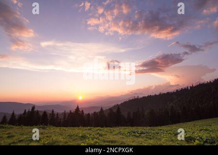 Rosa alba cielo sopra abete silhouettes paesaggio foto Foto Stock