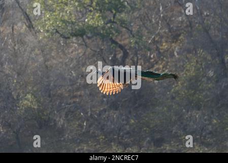 Un pavone indiano selvaggio che vola sullo sfondo delle foreste di Ranthambhore nel nord dell'India Foto Stock
