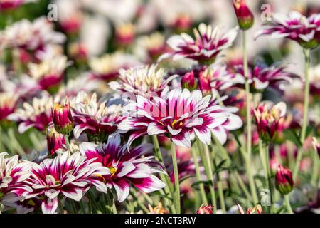 Fiori di crisantemi bianco-rosa si chiudono su uno sfondo sfocato Foto Stock