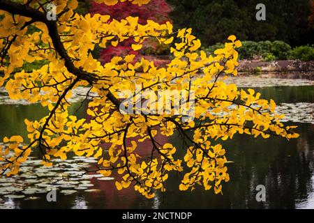 Bellissimo ramo di gingko con foglie dorate su un lago Foto Stock