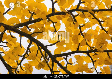Il gingko dorato parte in autunno Foto Stock