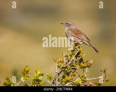 Dunnock Prunella modulo Valencia, Spagna BI035312 Foto Stock