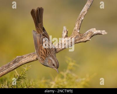 Dunnock Prunella modulo Valencia, Spagna BI035315 Foto Stock
