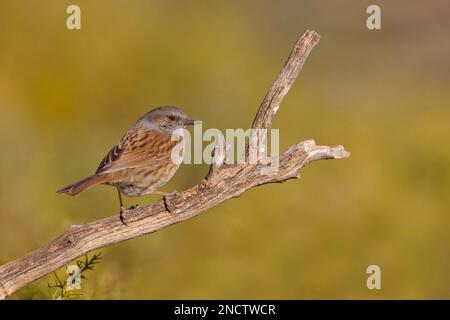 Dunnock Prunella modulo Valencia, Spagna BI035317 Foto Stock