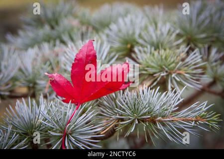 Singola foglia di acero rosso su un ramo di pino argentato Foto Stock