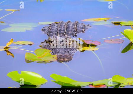 Alligatore americano (Alligator missispiensis) che si nasconde in acqua tra le piante di lilly, guardando la macchina fotografica, Everglades National Park, Florida, United sta Foto Stock