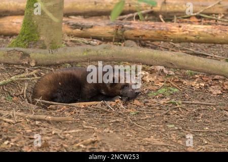 Adulto Wolverine (Guo gilo) che giace nella depressione nel terreno Cotswald Wildlife Park Oxfordshire UK. Aprile 2022 Foto Stock