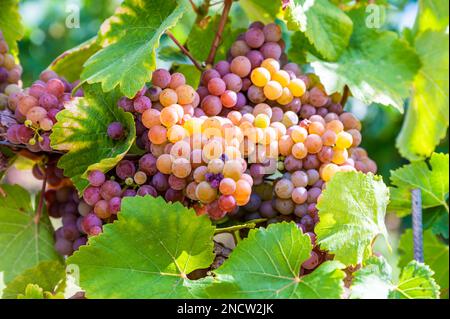 Primo piano mazzetti di uva viola gialla appendono su una pianta di vite nel mese di settembre prima della vendemmia, foglie verdi di fronte Foto Stock