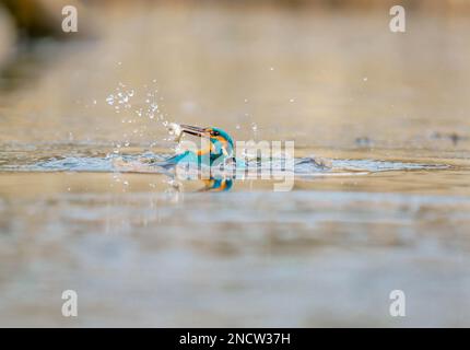 Maschio adulto Kingfisher (Alcedo atthis) che emerge dal lago con la sua cattura, Stamford Lincolnshire UK. Gennaio 2023 Foto Stock