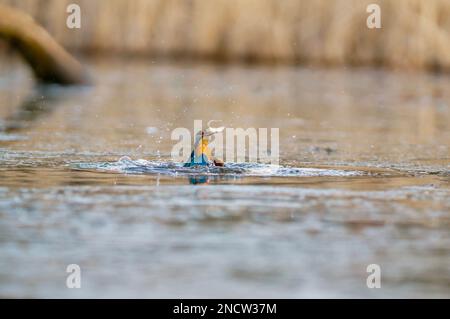 Maschio adulto Kingfisher (Alcedo atthis) che emerge dal lago con la sua cattura, Stamford Lincolnshire UK. Gennaio 2023 Foto Stock