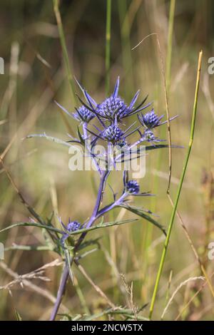 Eryngo di ametista bluastra (nome latino: Eryngium ametystinum) nel Montenegro settentrionale Foto Stock