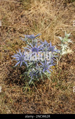 Eryngo di ametista bluastra (nome latino: Eryngium ametystinum) nel Montenegro settentrionale Foto Stock