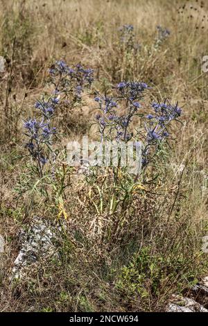 Eryngo di ametista bluastra (nome latino: Eryngium ametystinum) nel Montenegro settentrionale Foto Stock