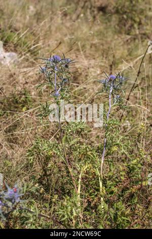 Eryngo di ametista bluastra (nome latino: Eryngium ametystinum) nel Montenegro settentrionale Foto Stock