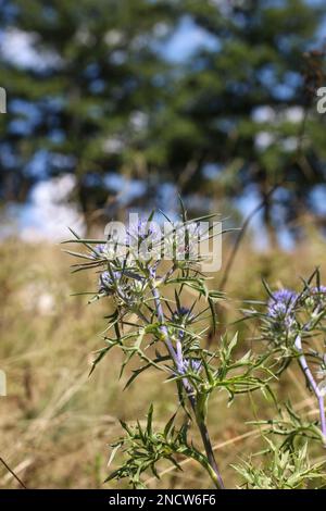 Eryngo di ametista bluastra (nome latino: Eryngium ametystinum) nel Montenegro settentrionale Foto Stock