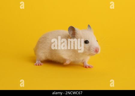 Carino piccolo criceto lanuginoso su sfondo giallo Foto Stock