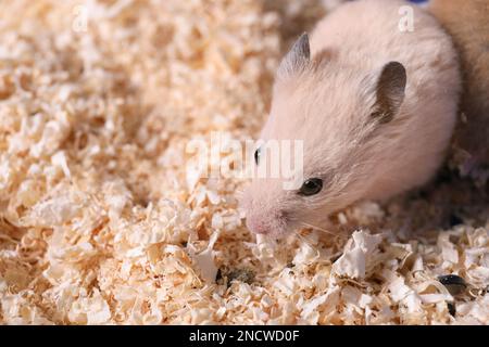 Carino piccolo criceto lanuginoso su trucioli di legno. Spazio per il testo Foto Stock