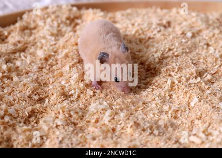 Carino piccolo criceto lanuginoso su trucioli di legno Foto Stock