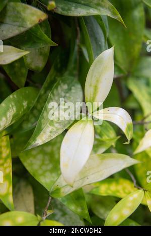 Un primo piano verticale di Dracaena surculosa, chiamato la polvere d'oro dracaena e macchiato dracaena. Foto Stock