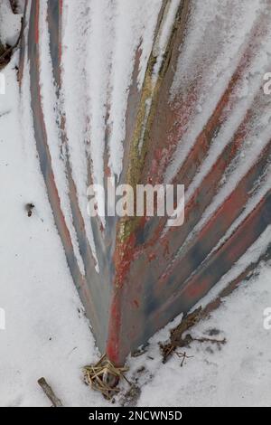 Vecchia barca a remi su terra capovolta con la neve che la copre in inverno. Foto Stock