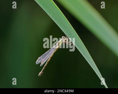 Willow Emerald Damselfly - controluce Chalcolestes viridis Essex, UK IN001662 Foto Stock