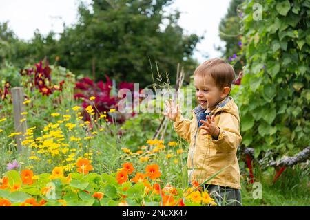 Piccolo ragazzo che tocca i fiori in giardino Foto Stock