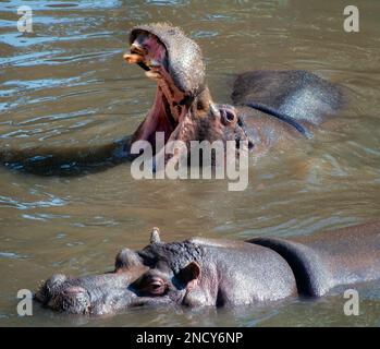 Due ippopotami parzialmente sommersi in un fiume, il Sudafrica Foto Stock
