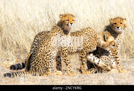 Tre cuccioli di ghepardo in una riserva naturale, Sudafrica Foto Stock
