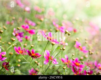 Primo piano di una deriva di fiori rosa Cosmos (Coreopsiae) in un giardino cottage, sbiadendo fuori fuoco. Foto Stock