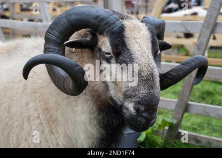 Il Badger Face Welsh Mountain è una varietà distinta della razza gallese di ovini allevati per l'allevamento di ovini in Galles. Foto Stock