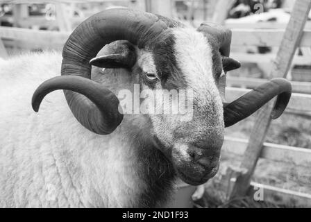 Il Badger Face Welsh Mountain è una varietà distinta della razza gallese di ovini allevati per l'allevamento di ovini in Galles. Foto Stock