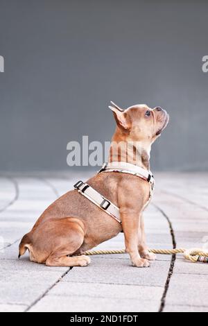 Posto a sedere blu rosso fulvo Bulldog francese con imbracatura per cani di fronte alla parete grigia Foto Stock
