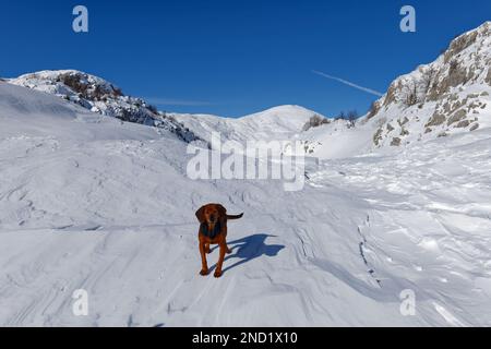 Un cane in montagna durante l'inverno in una giornata di sole. Paesaggio di neve bianca. Foto Stock