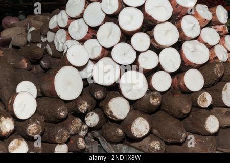 Tuber grezzo di manioca - esculenta di Manihot. Foto Stock
