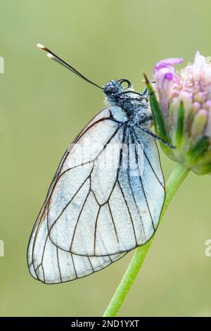 Primo piano di farfalla biancospino con ali a righe seduta su fiore fiorente in natura Foto Stock