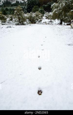 Terreno innevato con piccole stampe di zampa vicino alla foresta verde nella giornata invernale in campagna Foto Stock