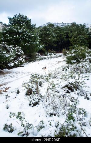 Pittoresco scenario di foresta innevata con alberi sempreverdi e solitario cane a piedi su percorso ghiacciato in natura Foto Stock