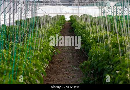 pianta di pepe crescente in serra Foto Stock