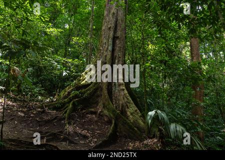 Vista pittoresca di alto tronco di albero che cresce tra piante verdi nella giungla del Costa Rica Foto Stock