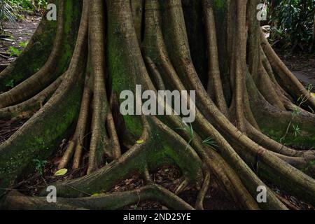 Vecchie radici di albero con muschio che cresce in foresta piovosa in giorno nuvoloso in Costa Rica Foto Stock