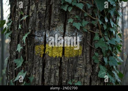 Contrassegno di vernice bianco e giallo sulla corteccia del tronco dell'albero vicino alle piante di arrampicata orizzontale Foto Stock