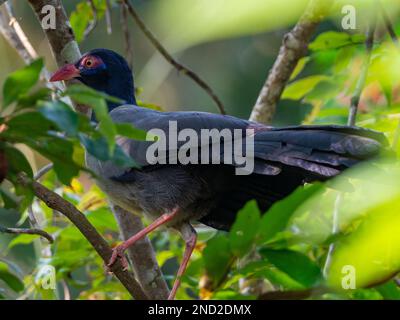 Campo da cculo a terra con le fatturate corallo, Carpococcyx renauldi, un uccello raro a Khao Yai, Thailandia Foto Stock