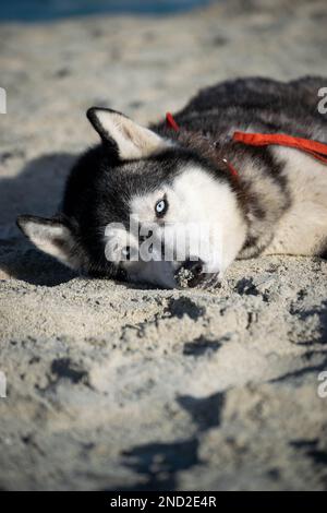 cucciolo di husky siberiano che si rilassa e gioca sulla spiaggia Foto Stock