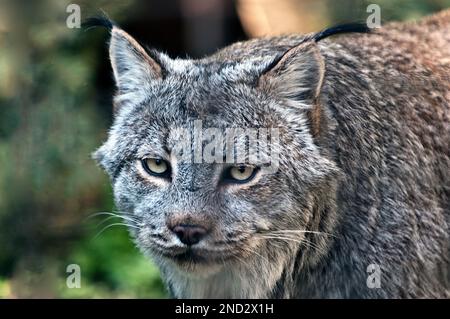 Lynx canadese, primo piano Foto Stock