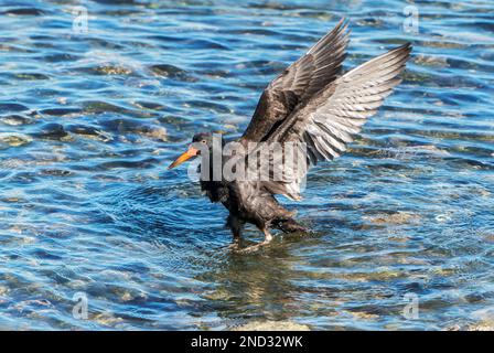 Black Ostercatcher, Hematopus bachmani, bagno singolo adulto sulla spiaggia, Vancouver Island, Canada Foto Stock