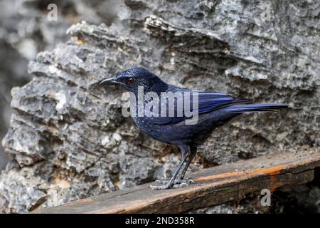 Mughetto blu, Myophonus caeruleus, adulto singolo arroccato su recinzione di legno, Baia di ha Long, Vietnam Foto Stock