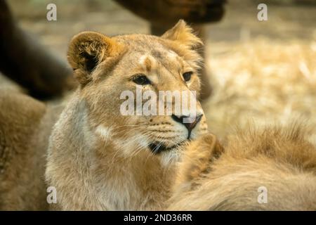 Ritratto di una giovane leone asiatico (Panthera leo persicus) all'interno della casa del leone allo Zoo di Edimburgo, Scozia, Regno Unito Foto Stock