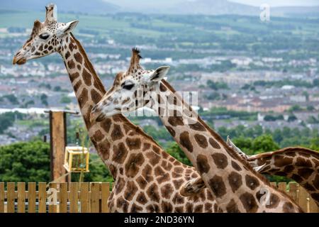 Due delle mandrie di bachelor di giraffe nubiane, con lo sfondo dello skyline di Edimburgo, nel loro nuovo recinto all'aperto presso lo Zoo di Edimburgo in Scozia, Regno Unito Foto Stock