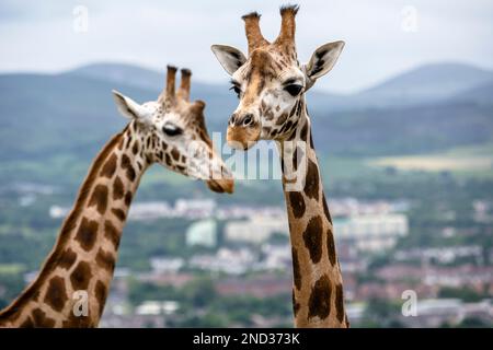 Due delle mandrie di bachelor di giraffe nubiane, con lo sfondo dello skyline di Edimburgo, nel loro nuovo recinto all'aperto presso lo Zoo di Edimburgo in Scozia, Regno Unito Foto Stock