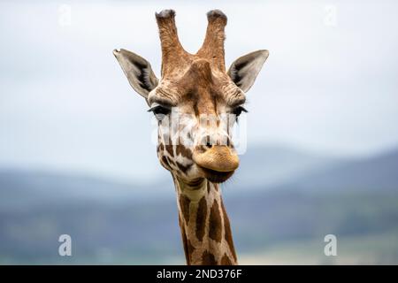 Ritratto di una giraffa nubiana maschio nella sua nuova recinzione all'aperto allo Zoo di Edimburgo in Scozia, Regno Unito Foto Stock